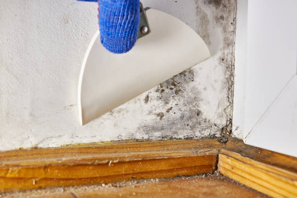 Mold Remediation for Rental Properties in Brodheadsville, PA
