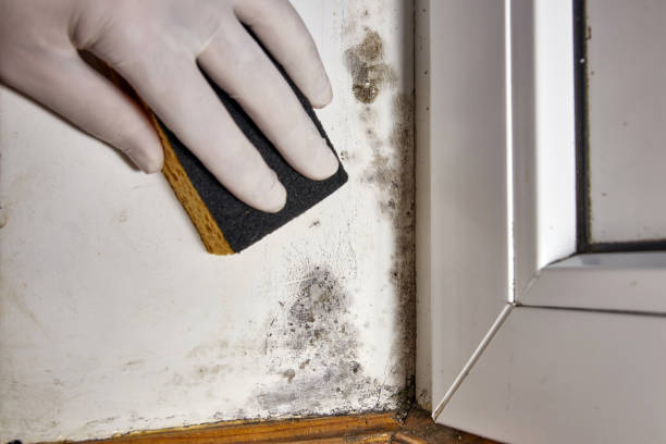 Best Mold Remediation for Healthcare Facilities  in Brodheadsville, PA